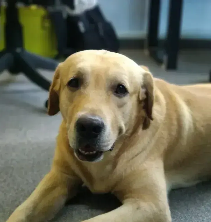 Tyler, Procedure's Chief Cuddling Officer, resting with his tennis ball in the office
