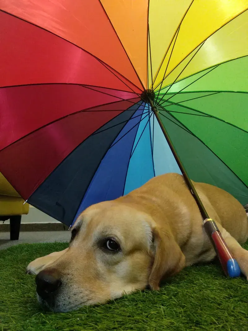 Tyler, Procedure's Chief Cuddling Officer, resting under a rainbow umbrella